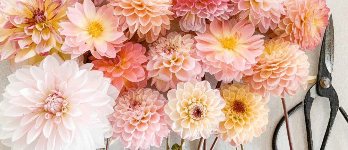 lynnelle-cleveland-KSu972ZVzk4-unsplash (1)