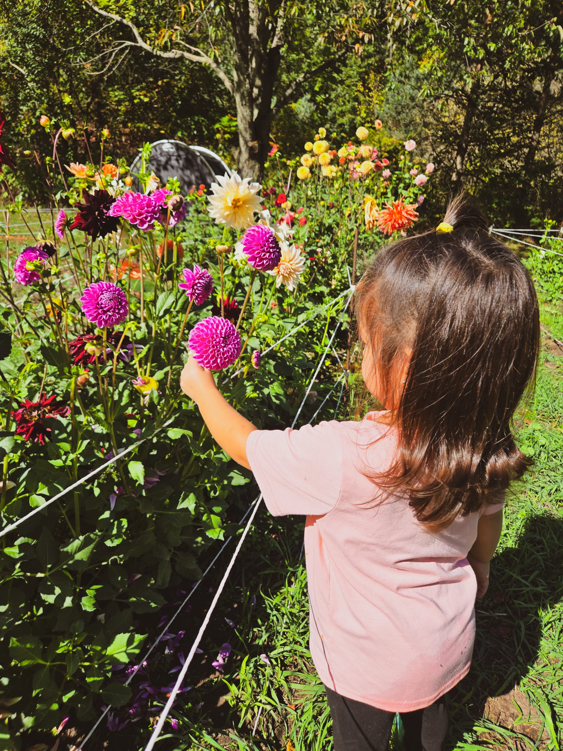 Her Homestead Bothwell Family 3