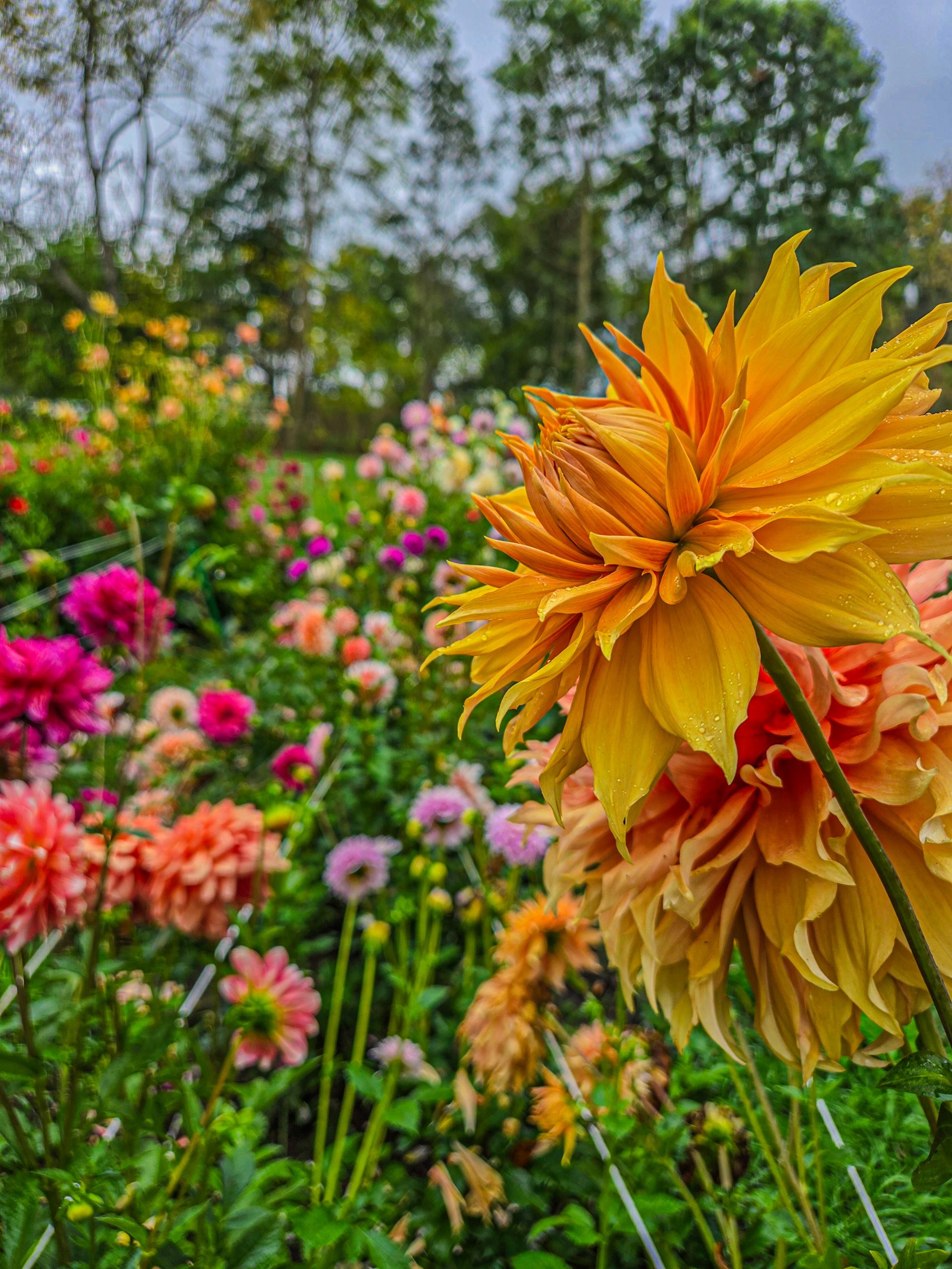 Her Homestead Bothwell Hamari Gold