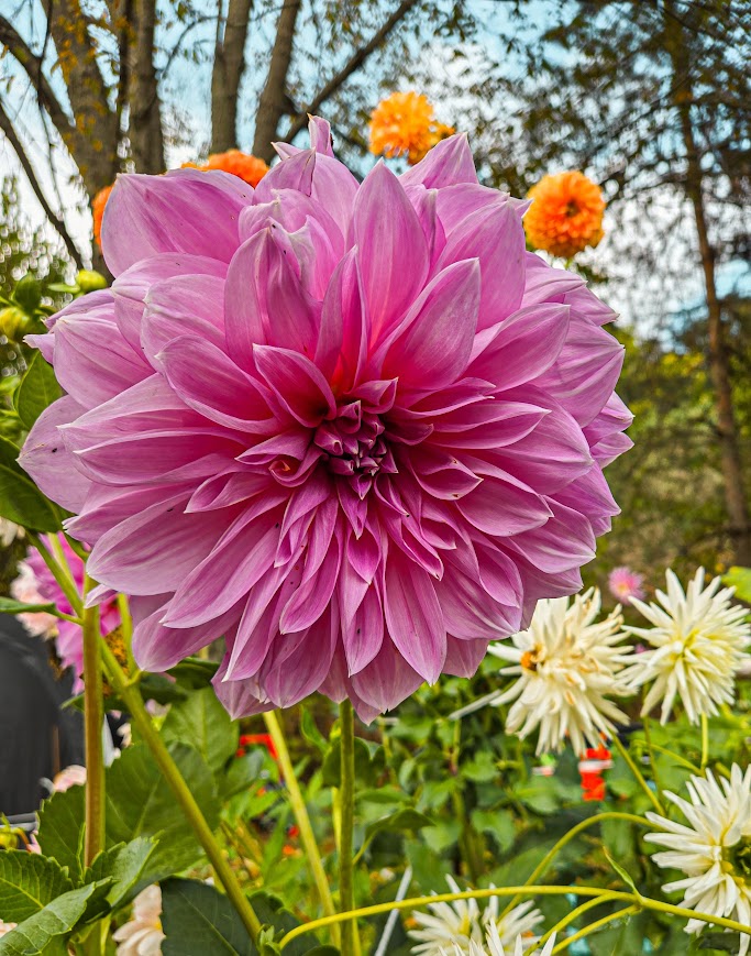 Her Homestead Bothwell