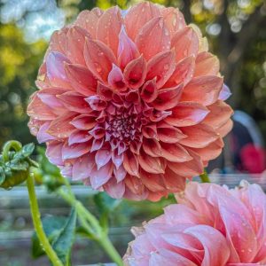 IMG-20250830-WA0023 (1)