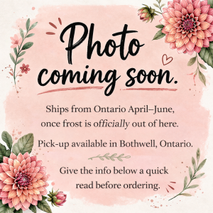 Emory Paul Dahlia Tuber