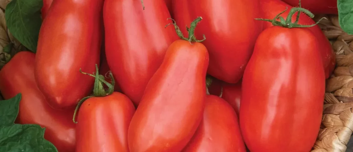 San Marzano Tomato Seedling