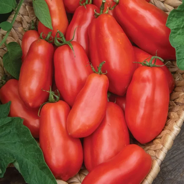 San Marzano Tomato Seedling